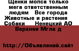 Щенки мопса только мега-ответственным людям - Все города Животные и растения » Собаки   . Ненецкий АО,Верхняя Мгла д.